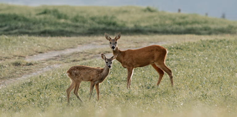 Wildhof Egglhausen